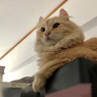 【7/4家族決定】大阪府・レオン君