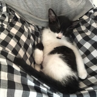 膝乗り猫のハンナちゃんです