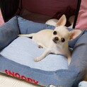 チワワ（スムース）のここめちゃん
