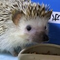 ハリネズミ  里親募集