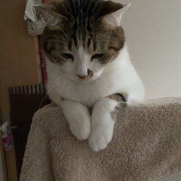 子猫の表情を残すむぎ君。見てて飽きないよ。