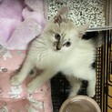 ふわふわ洋猫mix2ヶ月男の子