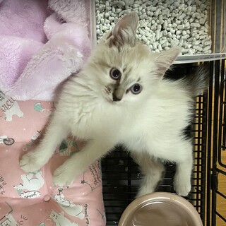 ふわふわ洋猫mix2ヶ月男の子