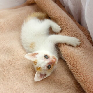 上品な毛色の元気な男の子です