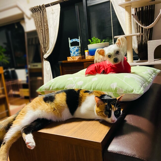 toyochiko0919のカバー写真