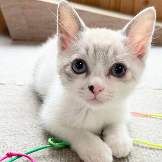 里親様決定！『パドメ』ちゃん♀