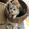 お試し期間有り★懐っこいサバトラ子猫