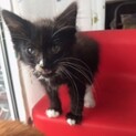 可愛い元気な甘えん坊子猫　2か月600ｇ