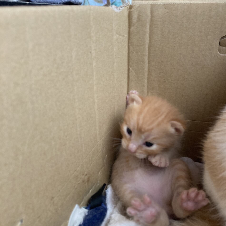 子ネコの里親募集中！！のカバー写真