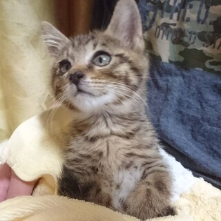 里親さん決定しました！ありがとうございました。