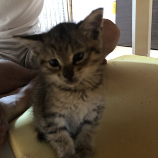 唯一の生き残りのはなちゃん