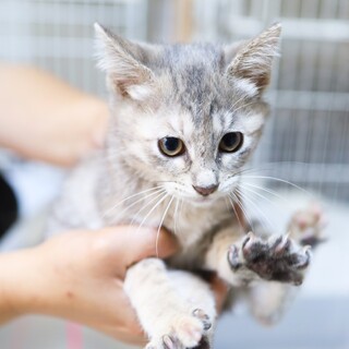 遊び大好きマロンちゃん