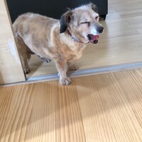 ばあちゃん家の犬！かのん！