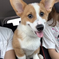 ノア