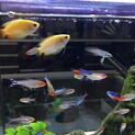 急募！元気な熱帯魚の里親募集します