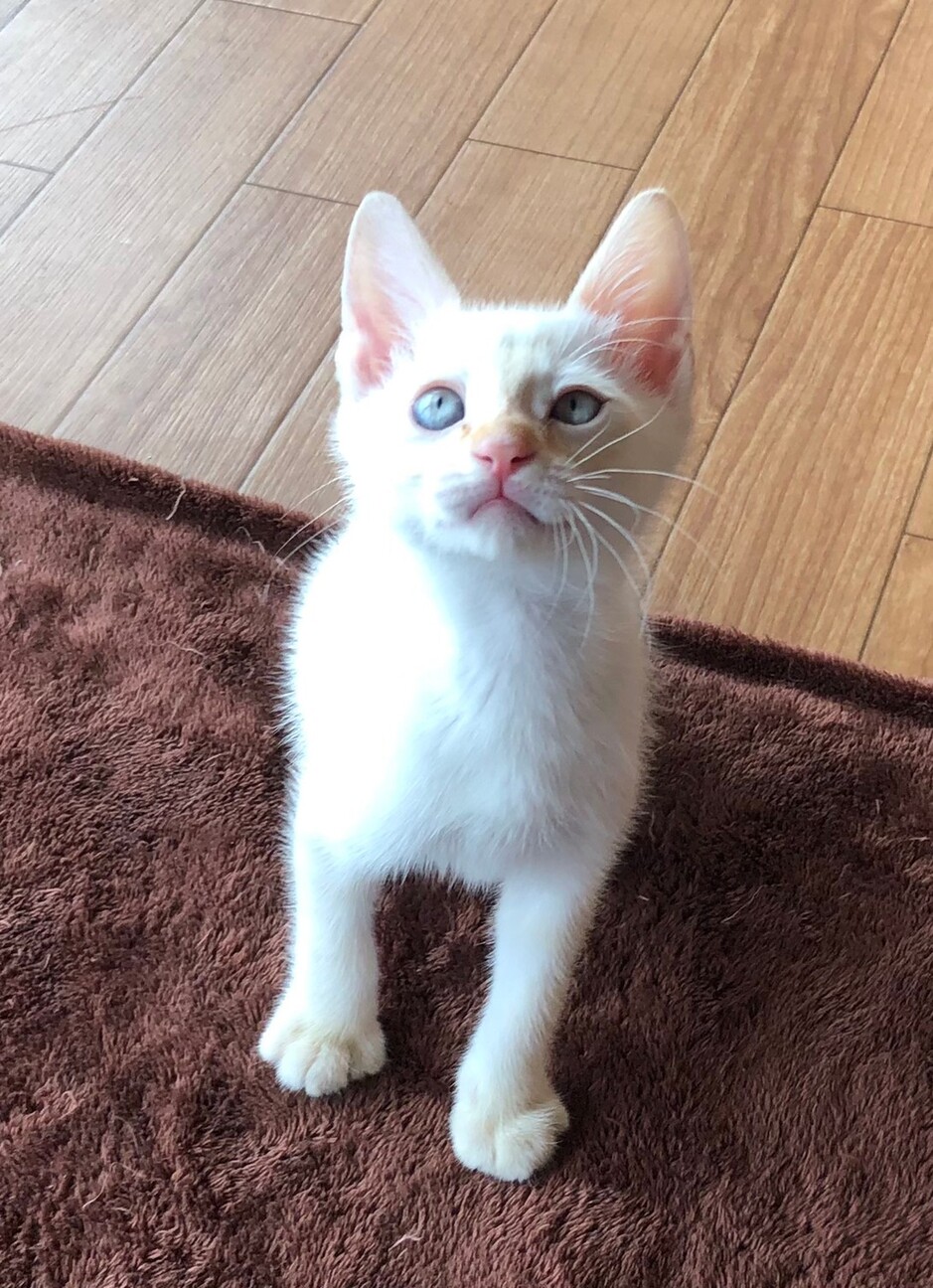 赤ちゃん子猫 ほぼ白猫 兵庫県 猫の里親募集 ペットのおうち 月間利用者150万人