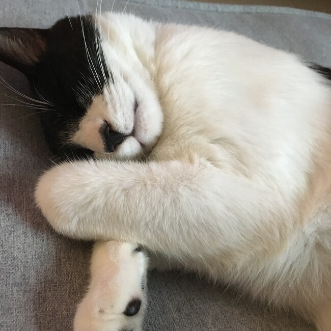 みゆいおくんのカバー写真