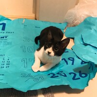 いお