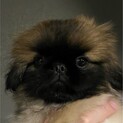 ペキニーズ、オス、3ヶ月