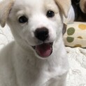 【あるぱか】おかげさまでトライアルが決まりました