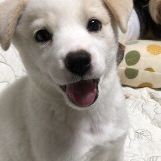 【あるぱか】おかげさまでトライアルが決まりました