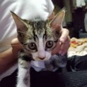 【至急】子猫の里親さんを探しています
