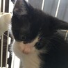 里親決定。穏やかな仔猫ふしみちゃん サムネイル4