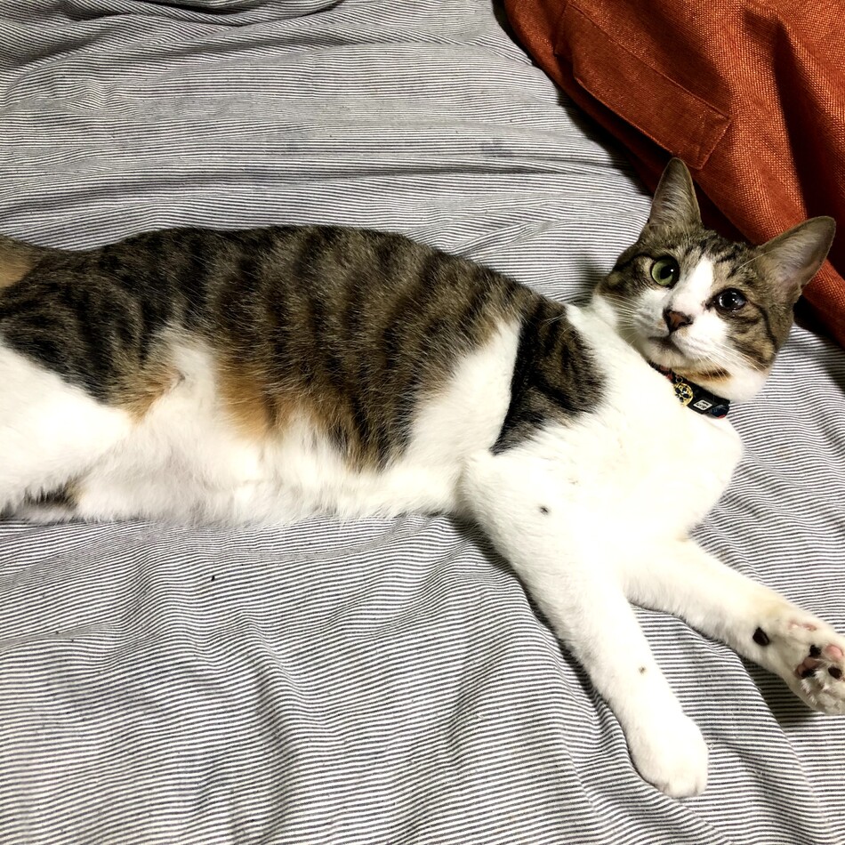 コタローのカバー写真