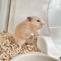 キンクマハムスター長毛オス？