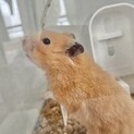 キンクマハムスター短毛メス