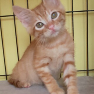 雅楽（うた）甘えん坊の茶トラの男の子