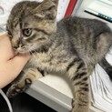 迷い子猫どうかお願いします。