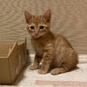 雅楽（うた）甘えん坊の茶トラの男の子 サムネイル2
