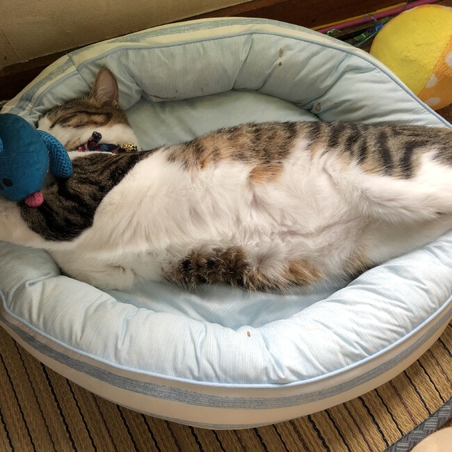 ちーる５６９のカバー写真