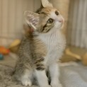 2ヶ月半　お目めぱっちりなふわふわ三毛猫