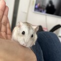 ジャンガリアンプディング　オス