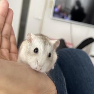 ジャンガリアンプディング　オス