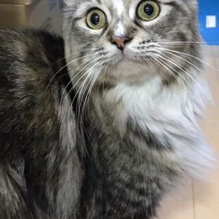 おろみ様お迎え