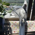 オカメインコのジョジョくん