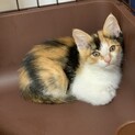 可愛い三毛猫です