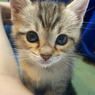 外猫が動物病院で出産した３匹の仔猫の里親さん募集中