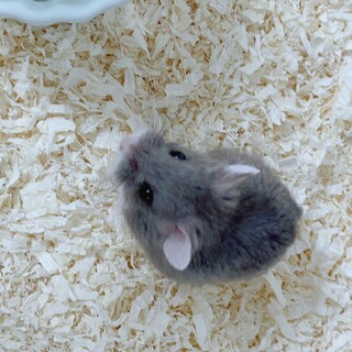 ロボロフスキーブルー　オス