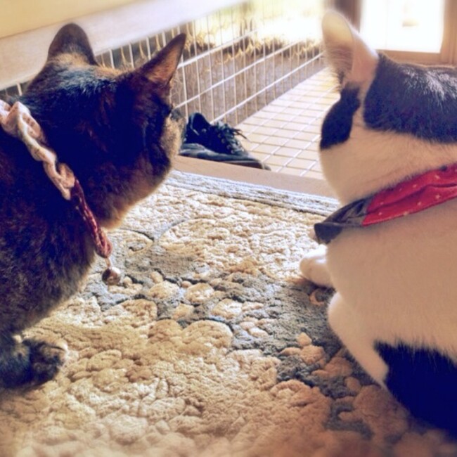 Haru0314のカバー写真