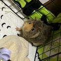 モルモット 生後3ヶ月