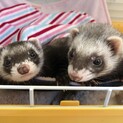 フェレット2匹の里親さん募集