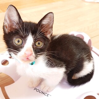 小柄なピッチ先生♥️