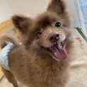 【小平市】人が大好き！甘えん坊のポメラニアン