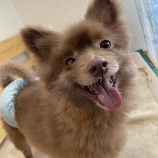 【小平市】人が大好き！甘えん坊のポメラニアン