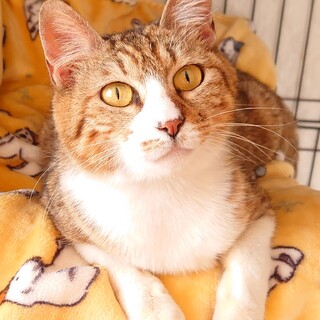 愛情深い母つくねちゃん