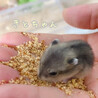 きなきなこもち